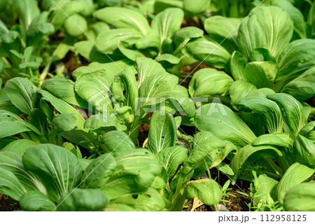 Bok choy plant growing in organic vegetable garden using drip Irrigation system 112958125