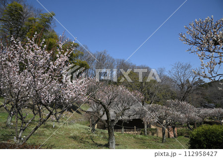 薬師池公園の梅林 薬師池公園の梅林 112958427