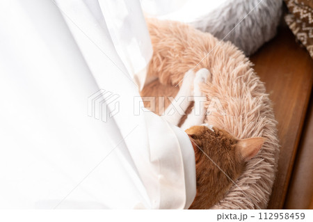 眠る猫 茶トラ白 眠る猫 茶トラ白 112958459