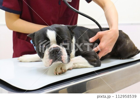 診察台に伏せて聴診器での検査を受けるボストンテリアのマイティ君♡ 診察台に伏せて聴診器での検査を受けるボストンテリアのマイティ君♡ 112958539