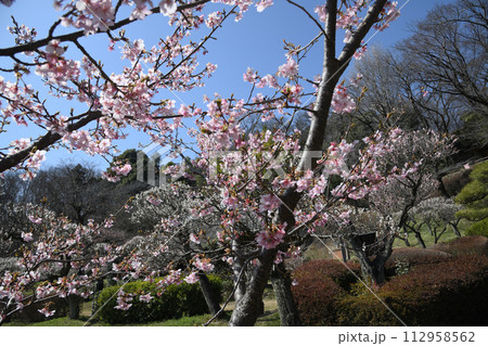 薬師池公園の梅林 薬師池公園の梅林 112958562