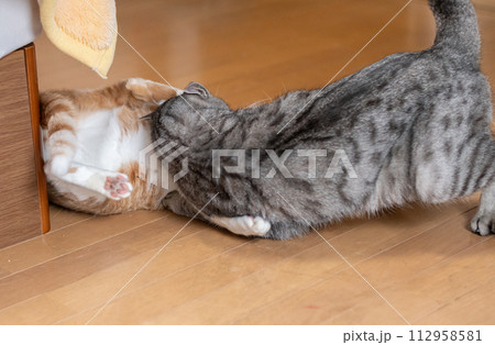 ケンカする二匹の猫 112958581