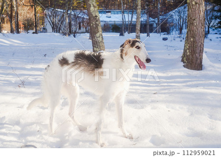 雪遊びをするボルゾイの子犬、大型犬 112959021
