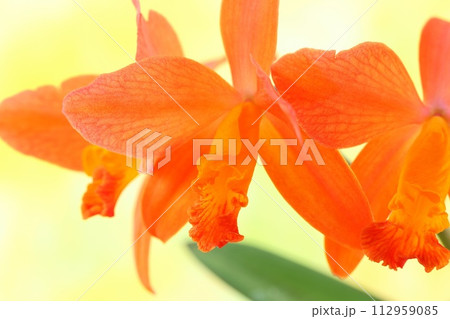 カトレア　オレンジ色の花　洋ラン　クローズアップ 112959085