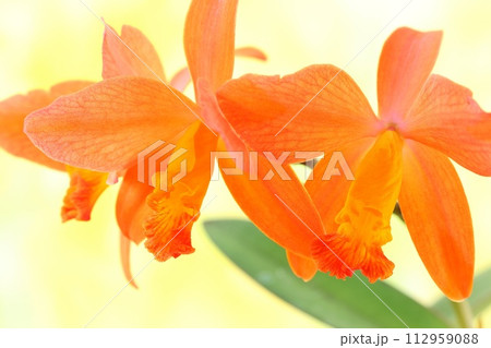 カトレア オレンジ色の花 洋ラン クローズアップの写真素材 [112959088