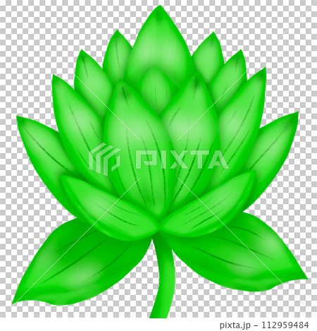 a lotus flower with green leaves 112959484