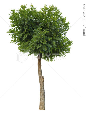 Green tree isolated on white background. 112959705