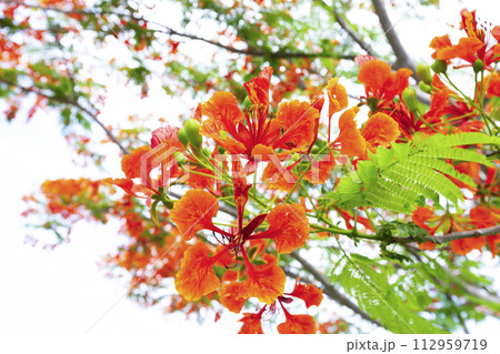 The Flam boyant tree or Flame tree or Royal Poinciana tree. The Flam boyant tree or Flame tree or Royal Poinciana tree. 112959719