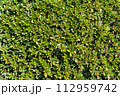 一面の細かい葉 112959742