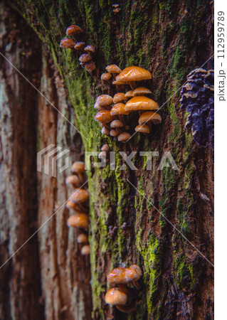 Closeup shot of edible mushrooms known as Enokitake Golden Needle mushroom Lily mushroom 112959789