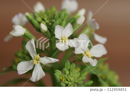 大根の花 112959851