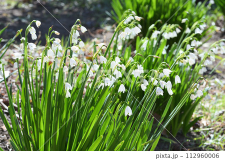 スノーフレーク 112960006