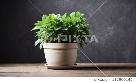 Popular Potted plant on solid grey background with copy space, in pots - ficus, begonia, grass, kitchen garden. AI generated Popular Potted plant on solid grey background with copy space, in pots - ficus, begonia, grass, kitchen garden. AI generated 112960146