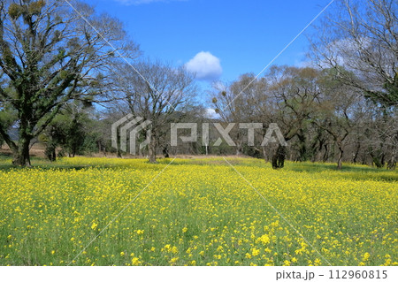 菜の花咲く入田ヤナギ林　（高知県　四万十市） 112960815