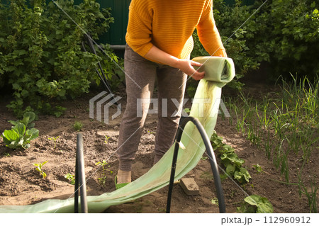 Woman hands stretching new polythene film on greenhouse plastic black carcass. Woman's hands seen stretching new polythene film over the black carcass of a greenhouse, ensuring proper coverage Woman hands stretching new polythene film on greenhouse plastic black carcass. Woman's hands seen stretching new polythene film over the black carcass of a greenhouse, ensuring proper coverage 112960912
