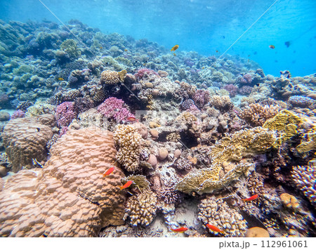Underwater life of reef with corals, shoal of Lyretail anthias (Pseudanthias squamipinnis) and other kinds of tropical fish. Coral Reef at the Red Sea, Egypt. 112961061