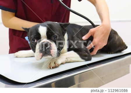 診察台の上に伏せて聴診器で検査するボストンテリアのマイティ君♡ 112961086