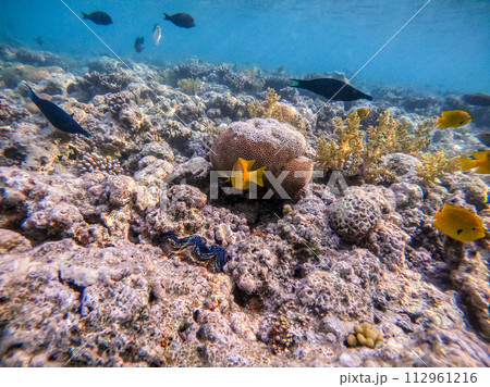 Sulphur damsel (Pomacentrus sulfureus) at the Red Sea coral reef.. 112961216