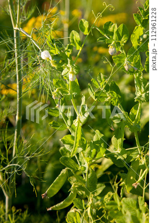 Flowers of pea with pods in the vegetable garden over blurry background.. Flowers of pea with pods in the vegetable garden over blurry background.. 112961228