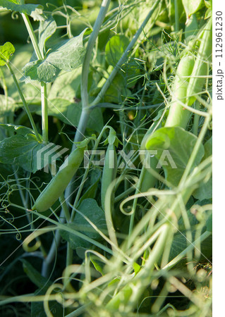 Sugar peas with flowers and pods in the vegetable garden over blurry background.. 112961230
