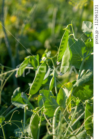 Sugar peas with flowers and pods in the vegetable garden over blurry background.. 112961231