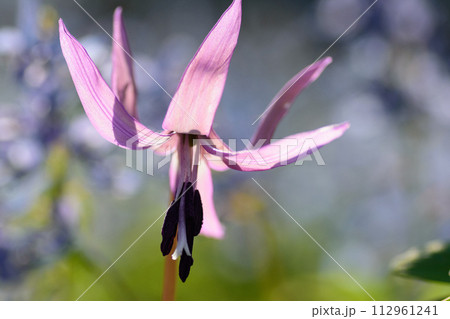 カタクリの花 112961241