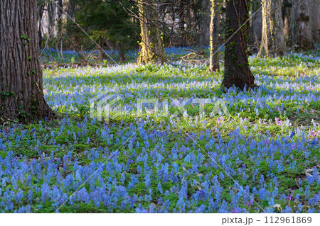 エゾエンゴサクの群生 112961869