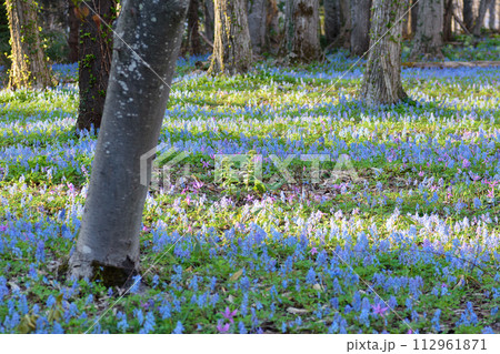 エゾエンゴサクの群生 112961871