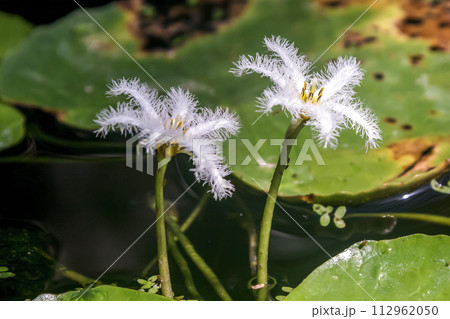 湖沼やため池に生息する水草のガガブタの花【ミツガシワ科アサザ属】 112962050