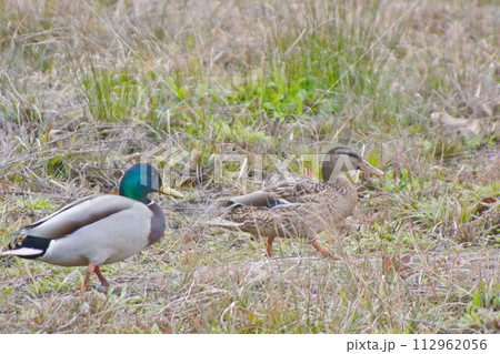冬の河川敷で餌を探すマガモ 112962056