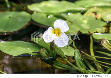 湖沼やため池に自生するミズオオバコの花【トチカガミ科】 湖沼やため池に自生するミズオオバコの花【トチカガミ科】 112962057