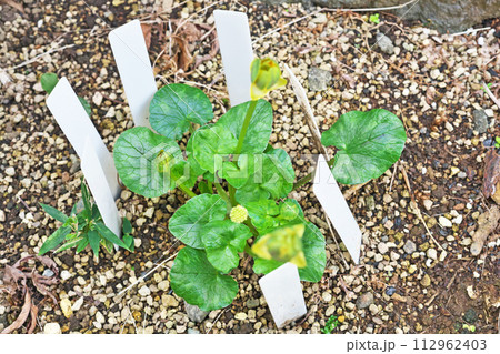 朝の萎んだヒメリュウキンカの黄色い花(春、三月) 朝の萎んだヒメリュウキンカの黄色い花(春、三月) 112962403