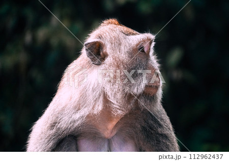portrait of a wild monkey 112962437