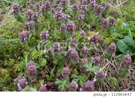 春の野に咲く紫色のヒメオドリコソウの花 春の野に咲く紫色のヒメオドリコソウの花 112963647