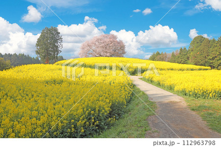 馬場の山桜 馬場の山桜 112963798