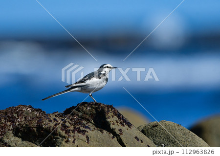 海岸等の水辺で見られる白黒のスマートな小鳥、ハクセキレイ 海岸等の水辺で見られる白黒のスマートな小鳥、ハクセキレイ 112963826