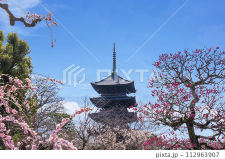 春の京都　東寺　梅と五重塔 112963907