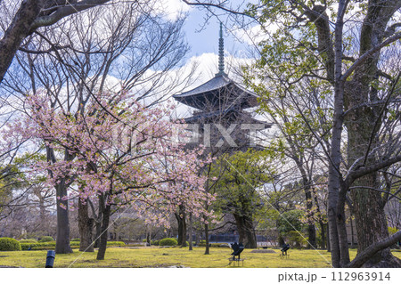 春の京都　東寺　河津桜と五重塔 112963914