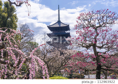 春の京都 東寺 梅と五重塔 春の京都 東寺 梅と五重塔 112963922