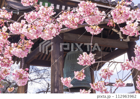 東寺 西院 満開の河津桜と鐘楼 東寺 西院 満開の河津桜と鐘楼 112963962