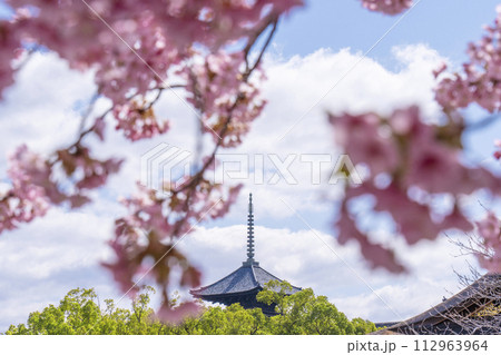 京都 東寺西院の河津桜越しに見る五重塔 京都 東寺西院の河津桜越しに見る五重塔 112963964