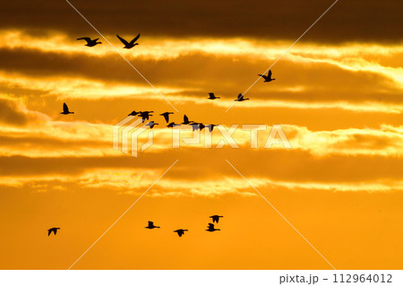 夕陽に赤く染まった空を飛ぶ北からの渡り鳥、ガンやハクチョウの群れ 112964012