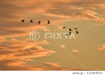 夕陽に赤く染まった空を飛ぶ北からの渡り鳥、ガンやハクチョウの群れ 夕陽に赤く染まった空を飛ぶ北からの渡り鳥、ガンやハクチョウの群れ 112964014