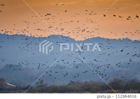 夕陽に赤く染まった空を飛ぶ北からの渡り鳥、ガンやハクチョウの群れ 夕陽に赤く染まった空を飛ぶ北からの渡り鳥、ガンやハクチョウの群れ 112964016