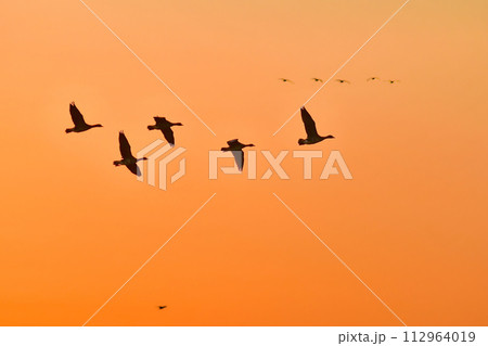 夕陽に赤く染まった空を飛ぶ北からの渡り鳥、ガンやハクチョウの群れ 夕陽に赤く染まった空を飛ぶ北からの渡り鳥、ガンやハクチョウの群れ 112964019