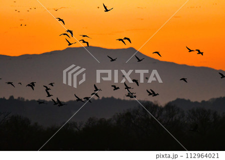 夕陽に赤く染まった空を飛ぶ北からの渡り鳥、ガンやハクチョウの群れ 112964021
