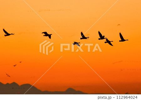 夕陽に赤く染まった空を飛ぶ北からの渡り鳥、ガンやハクチョウの群れ 夕陽に赤く染まった空を飛ぶ北からの渡り鳥、ガンやハクチョウの群れ 112964024