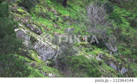 Herd of Wild Mountain Goats Clashing on Rugged Hillside 112964144