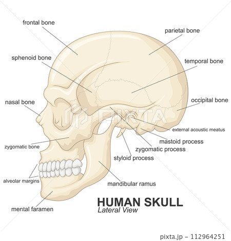 Human Skull Lateral View With Explanation, Vector Illustration Human Skull Lateral View With Explanation, Vector Illustration 112964251