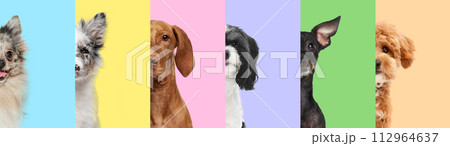 Creative collage. Half-faces of five different dogs against a striped background of various pastel colors. Friendship. Creative collage. Half-faces of five different dogs against a striped background of various pastel colors. Friendship. 112964637